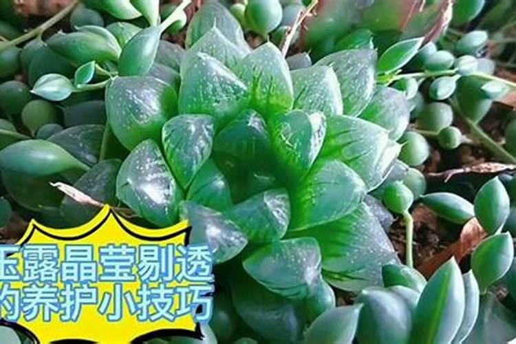 玉露的养殖方法