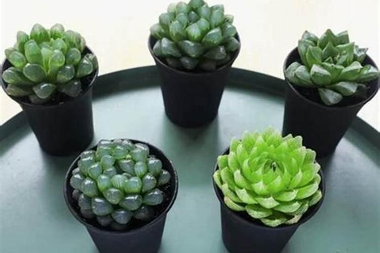 玉露香梨开花前打什么药