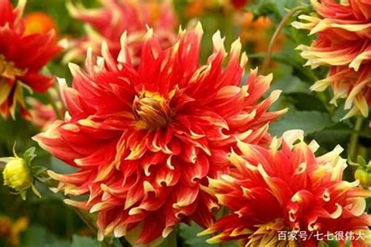 大丽花肥害什么样