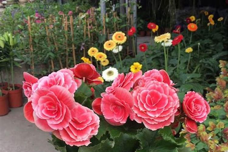 李子树施肥时间