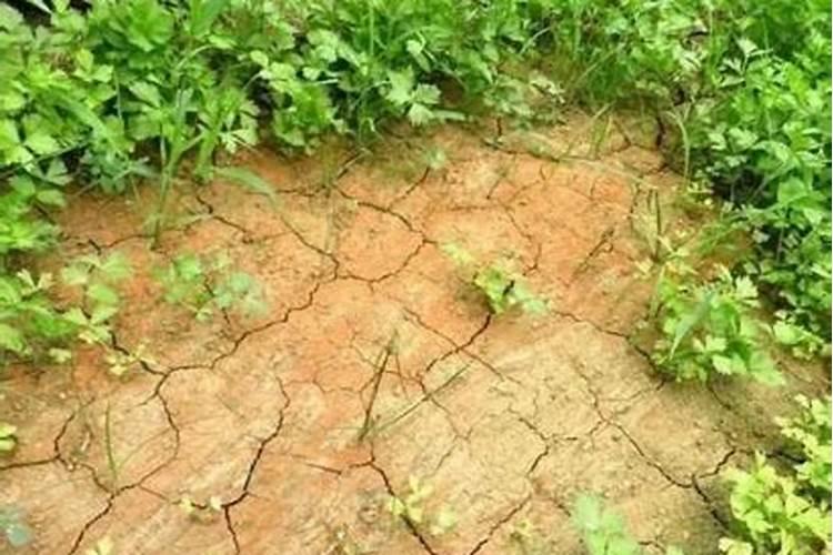 矿源黄腐酸钾为什么要单独使用呢 附使用方法