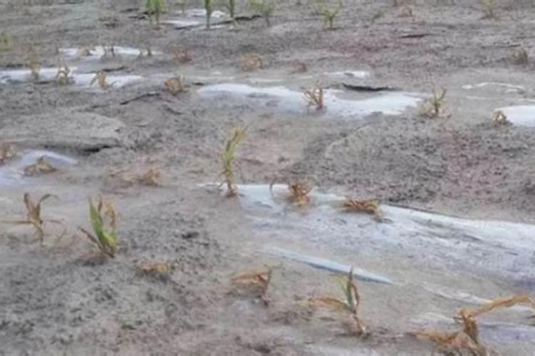 土地盐碱化怎么治理