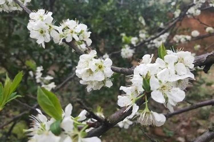 开花期间施什么肥好开花期间可以施哪些肥