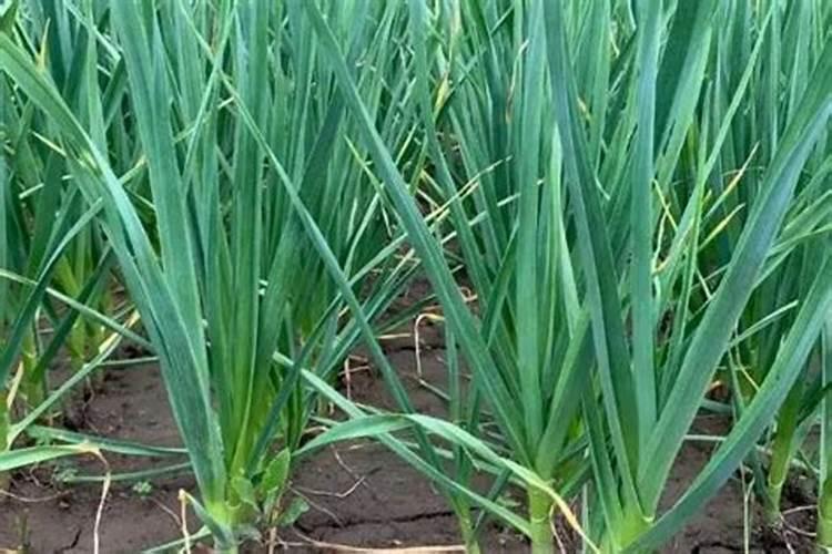 苹果用什么水溶肥好 主要是促进果树生长