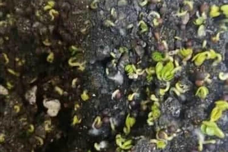 油菜什么时候施硼肥