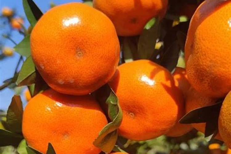 橙子树开很多花但就是不结果是怎么回事。满树都是花开完就掉了百度...