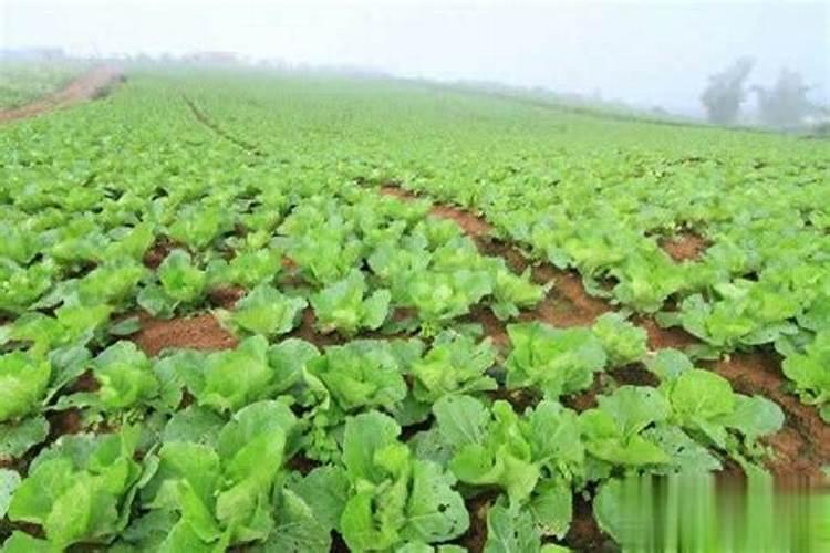 地栽蔷薇嫁接月季怎么过冬可以包裹塑料袋