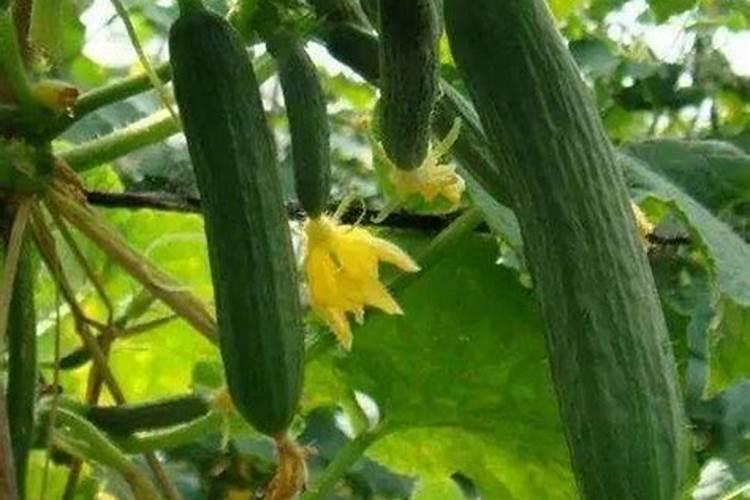 黄瓜施肥注意什么 黄瓜怎么施肥