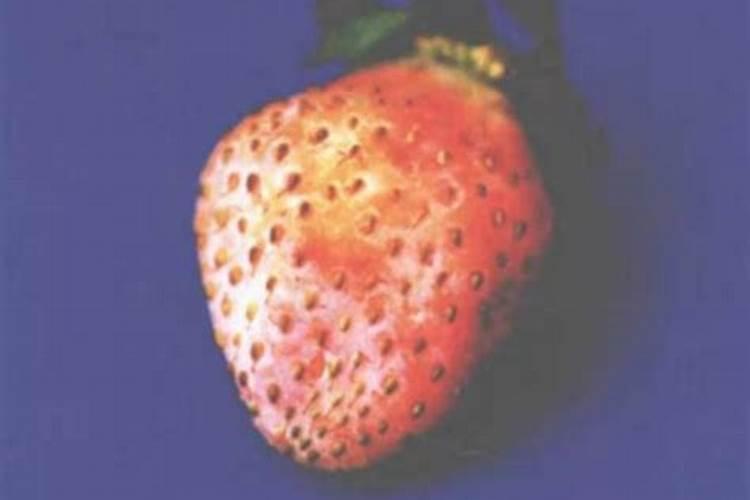 露天草莓苗有哪些品种