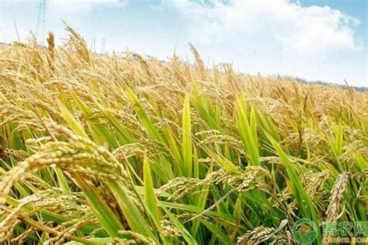 水稻一生需要多少肥,如何施肥