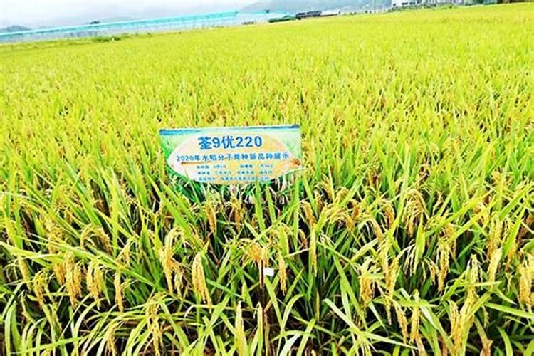 含氨基酸水溶肥有什么功效和作用？