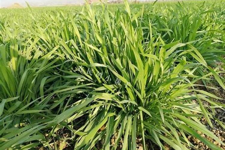 小麦扬花期可以施氮肥吗 能不能撒施尿素