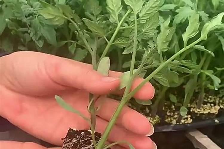 西红柿苗控旺过度怎么办