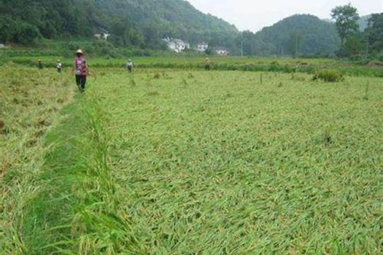 作物氮肥施用过多有哪些危害,怎样防治？