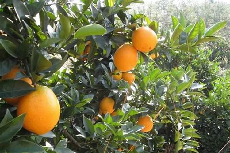 脐橙叶面肥施什么肥