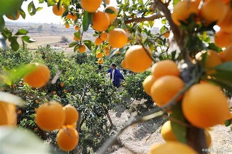 种植菠菜怎么施肥该施什么肥料