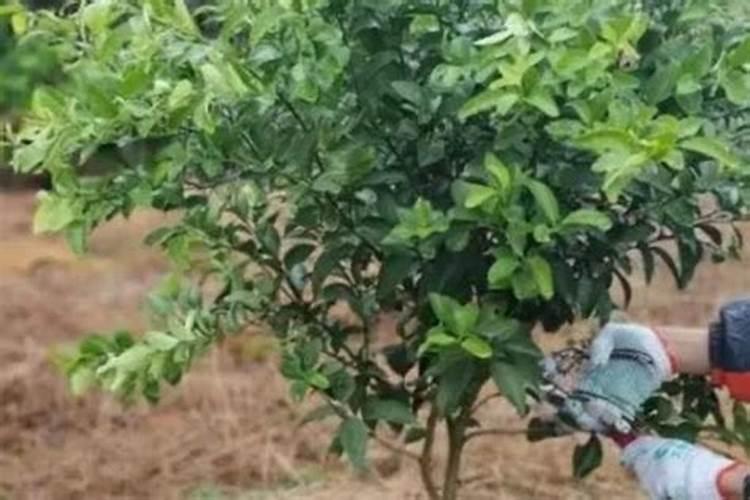 脐橙叶面肥施什么肥