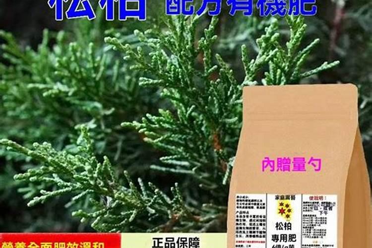 松柏盆景如何养护