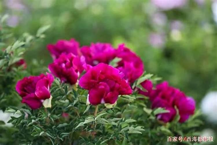 雷波脐橙有什么营养价值？