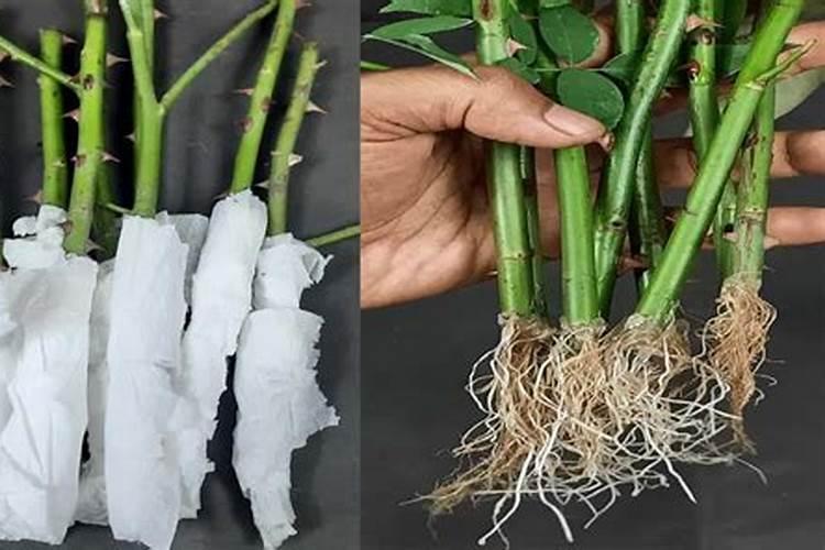 玫瑰花苗的种植方法