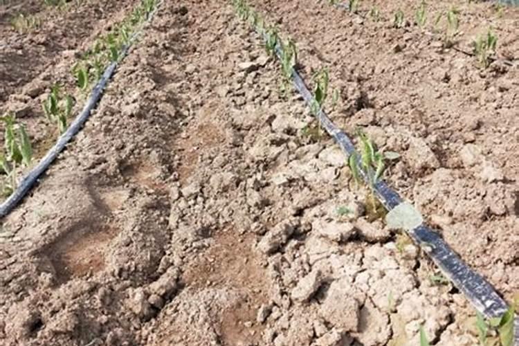 辣椒定植后几天浇缓苗水好需要冲施养根的肥料吗？请老师解答一下谢谢...