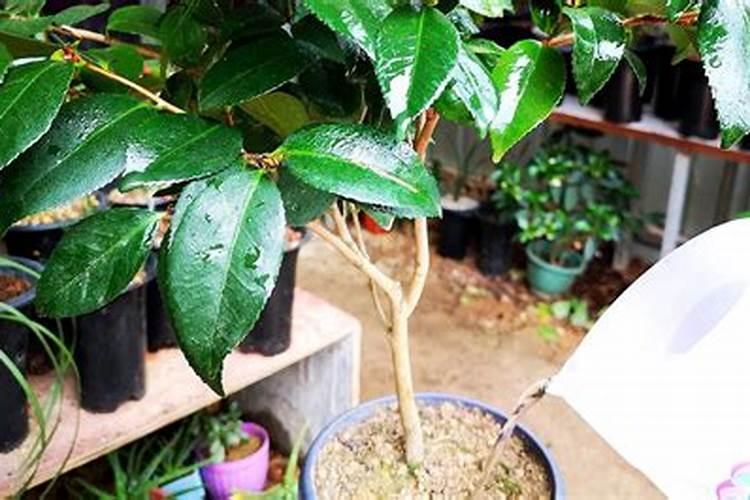 茶花花期怎么养护