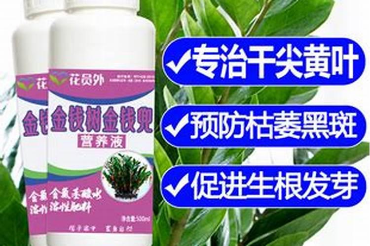 花使什么肥料叶子大(花卉用什么叶面肥)