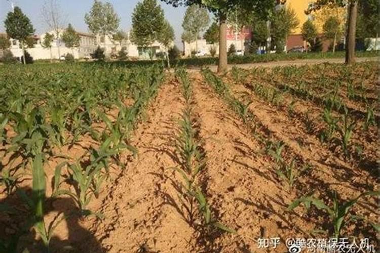 花生在生长期什么时候施肥最好？