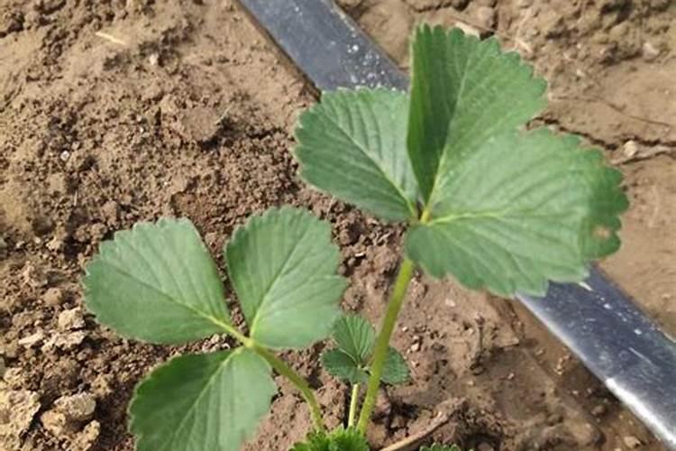 土豆可以用尿素施肥吗 开花前可以使用吗