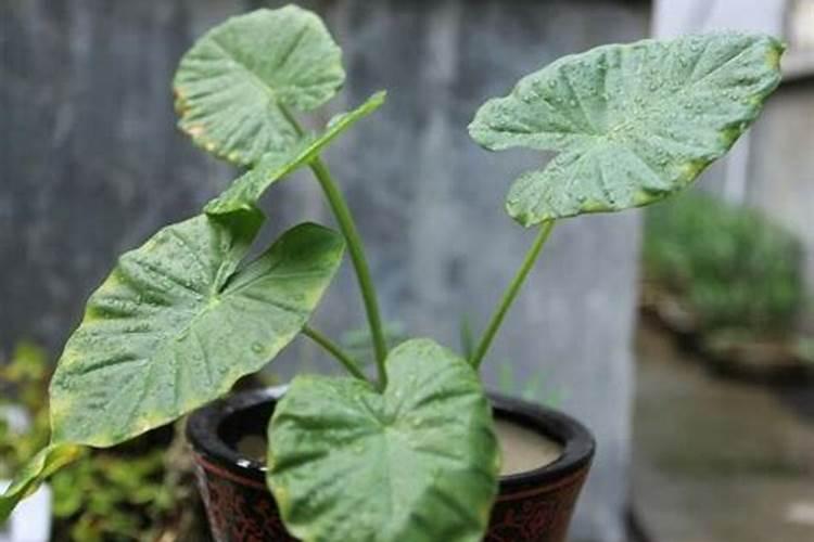 冬季适合用生根粉给花浇水吗