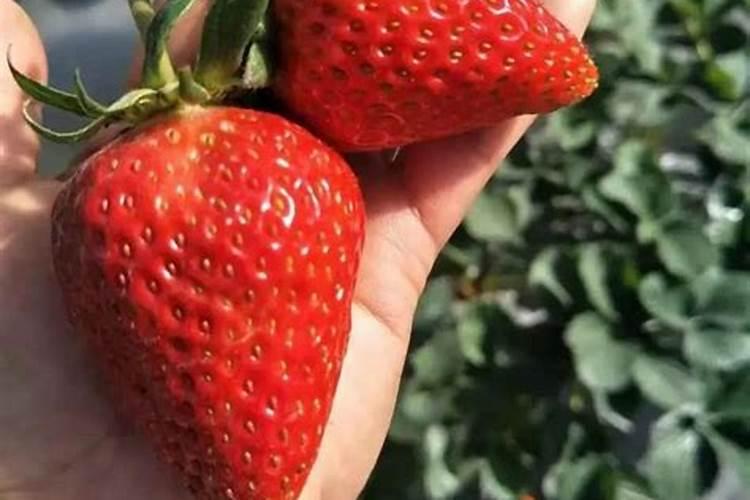 及时抢收榛子的原因