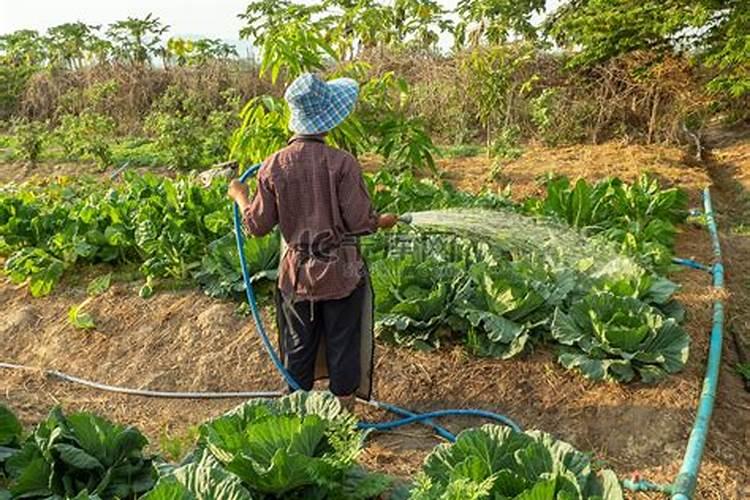 榛子树喷叶面肥的正确方法