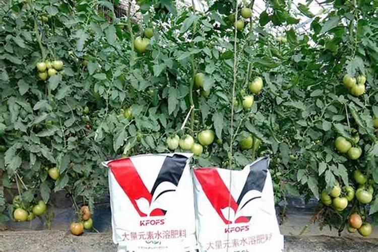 茶树需要打农药吗