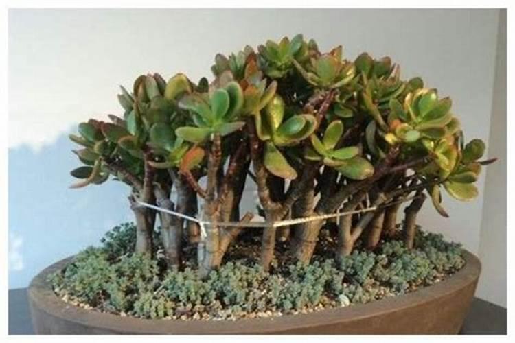 施什么肥能使令箭荷花枝条健壮？