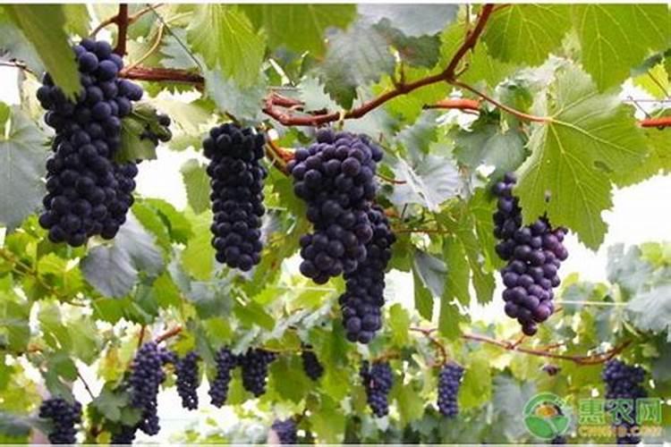 土壤酸碱性的改良措施