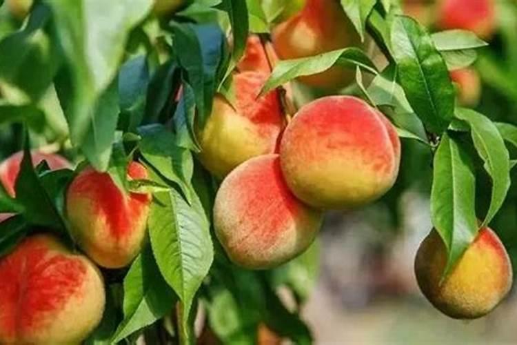 汉枫硫包衣尿素肥效期多长 汉枫硫包衣尿素肥效期是多久