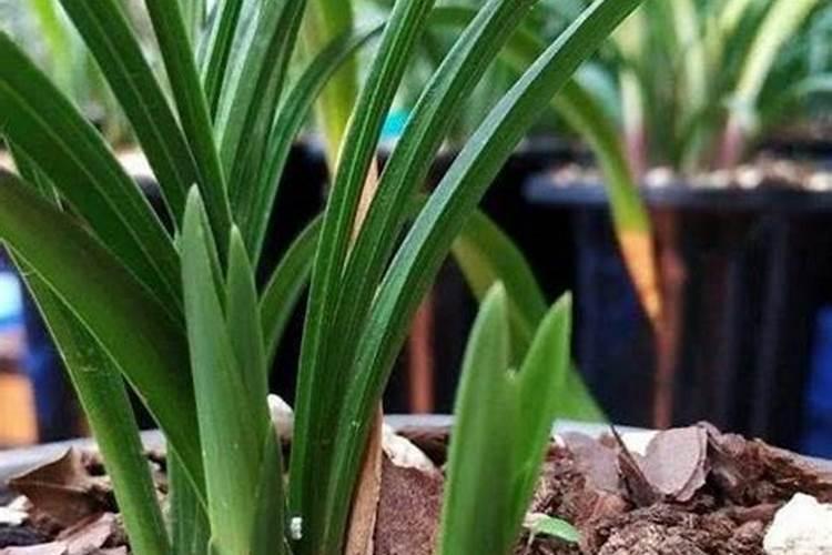 月季花怎么施肥