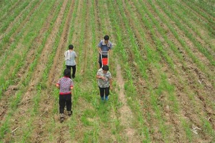 农药市场化肥股票有哪些龙头股？