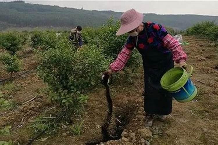 稻壳炭的正确使用方法