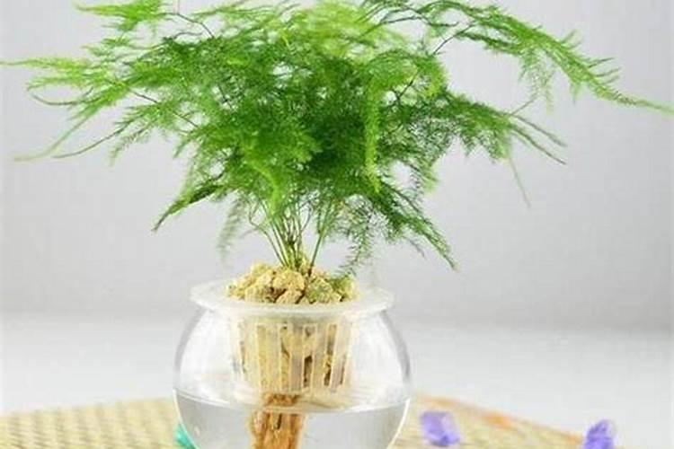 促生根的最佳肥料