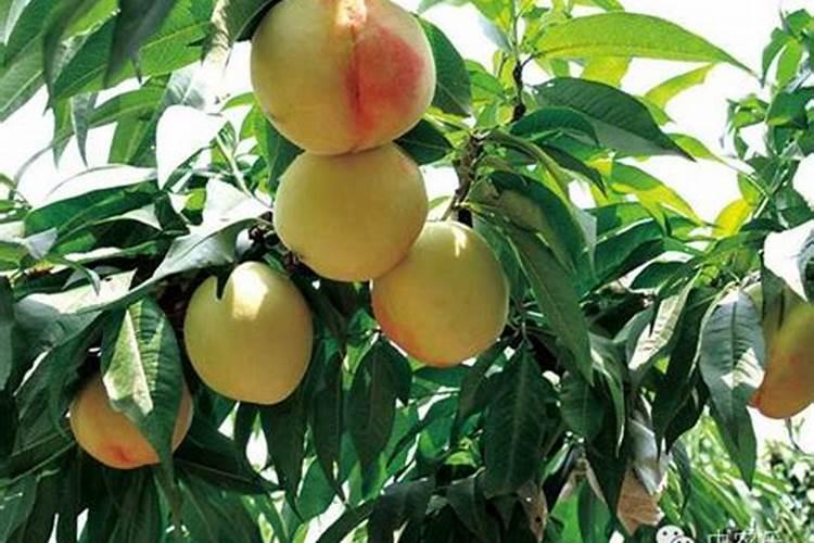 桃树追肥最佳时间追什么肥料