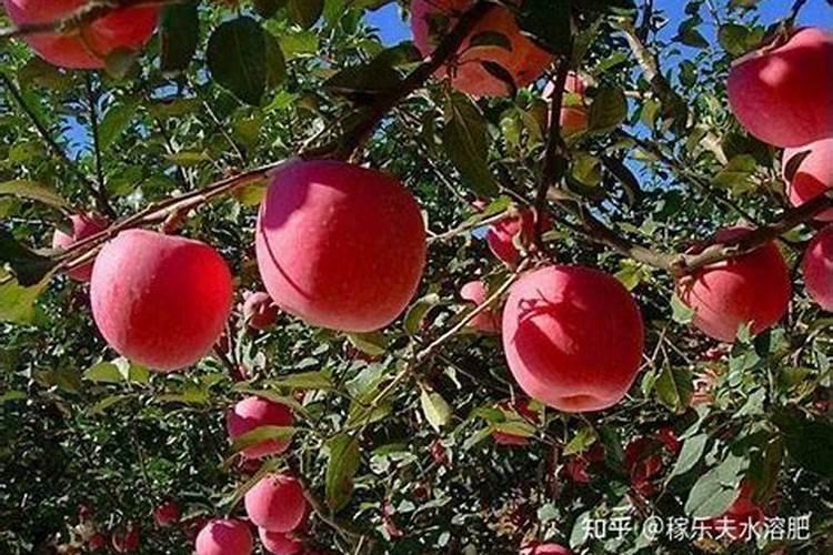 大棚樱桃什么时候冲高钾肥？