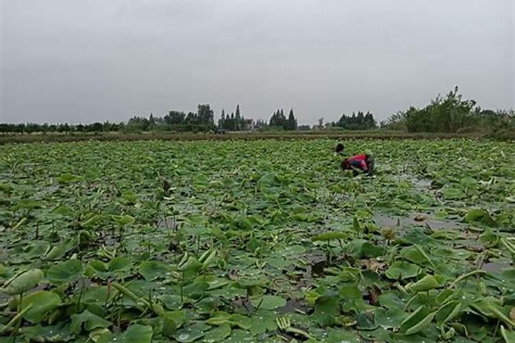 请教为何开花的时候不能施肥