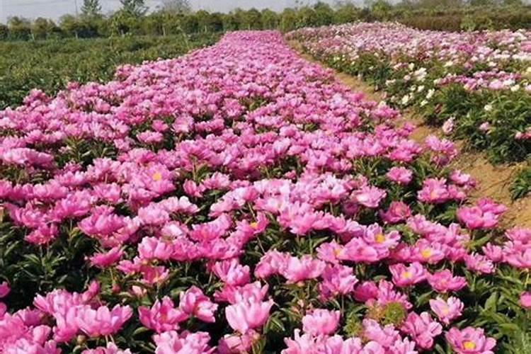 牡丹花喂什么肥开花更鲜艳