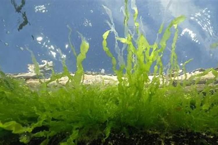 水溶肥怎么用效果好