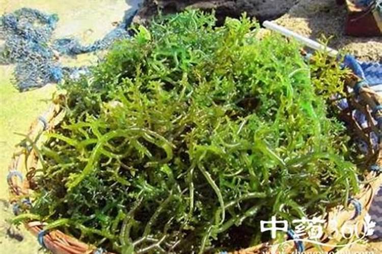 国内比较好水溶肥厂家有哪些