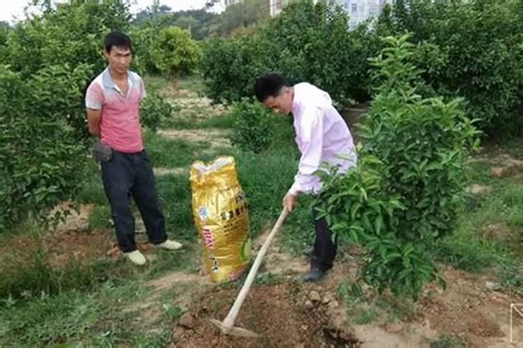 龙骨不开花是怎么回事 怎样才能令龙骨花开茂盛