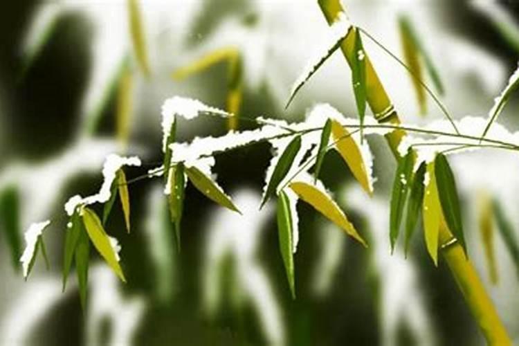 多肉根系不发达怎样处理