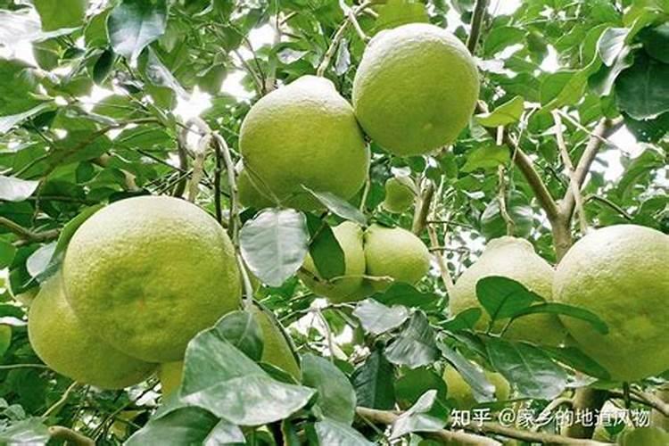 柚子施有机肥的五大好处 柚子施什么肥又大又甜