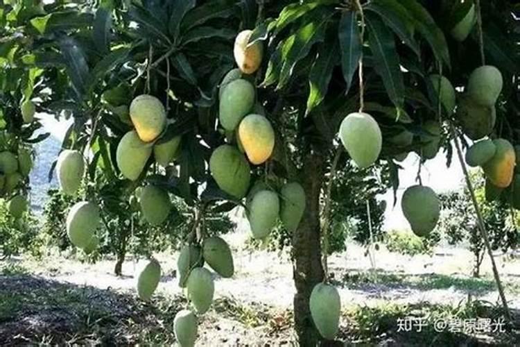 芒果冬季如何种植管理 安全过冬方法是什么